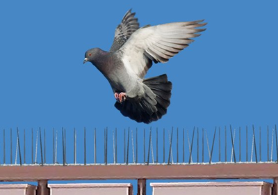 Open terrace covered with protective bird netting